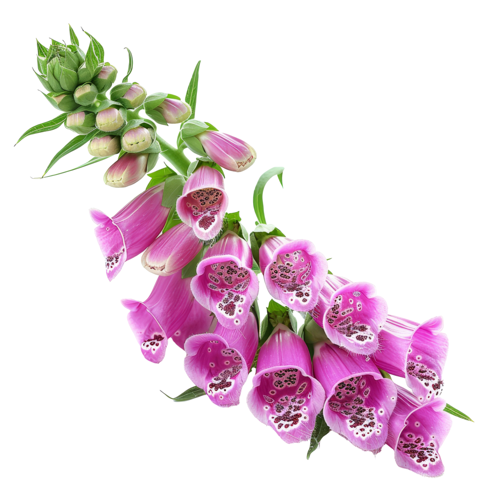Beautiful pink foxglove flowers arranged with green buds in a vibrant display for spring celebrations or garden decoration png