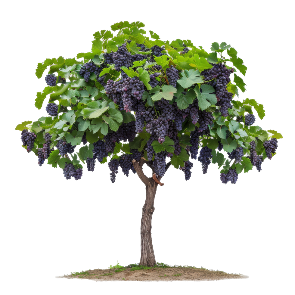 A mature grapevine tree loaded with ripe purple grapes in a sunny outdoor setting during the late summer season png