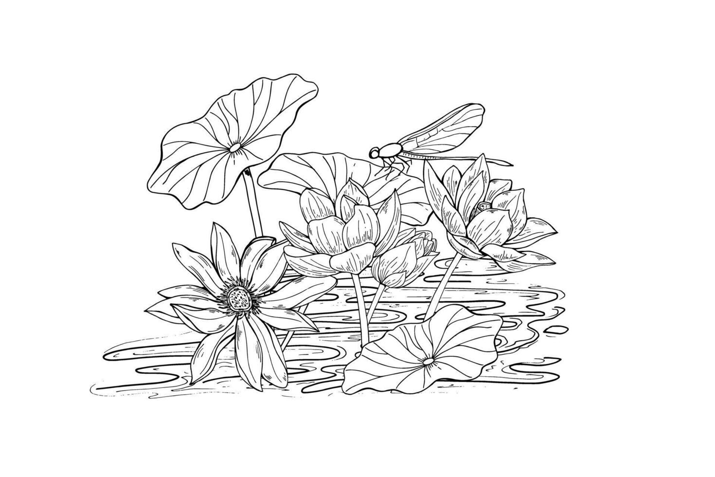 Lotus flowers growing in water and sitting dragonfly on leaf isolated illustration by black inks. Water Lily Vietnamese national flowers etching drawing. For cosmetic design, ayurveda product vector