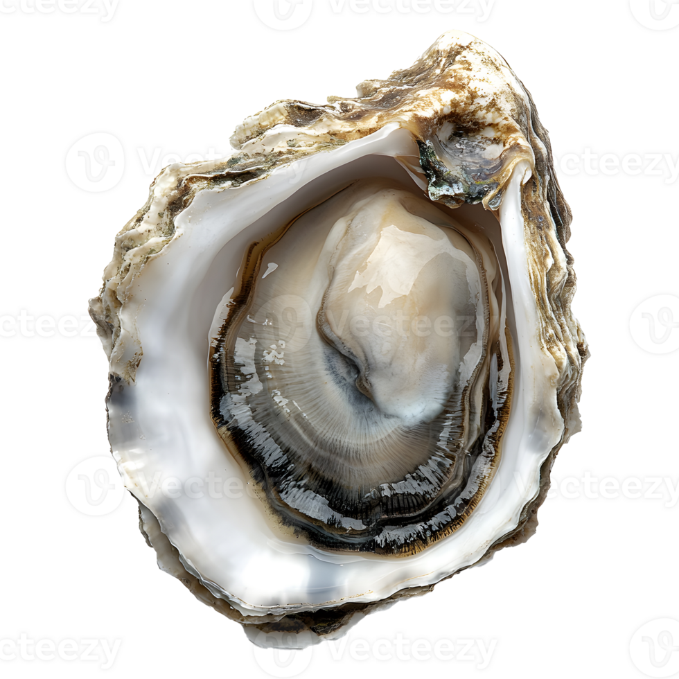 oyster isolated on transparent background png