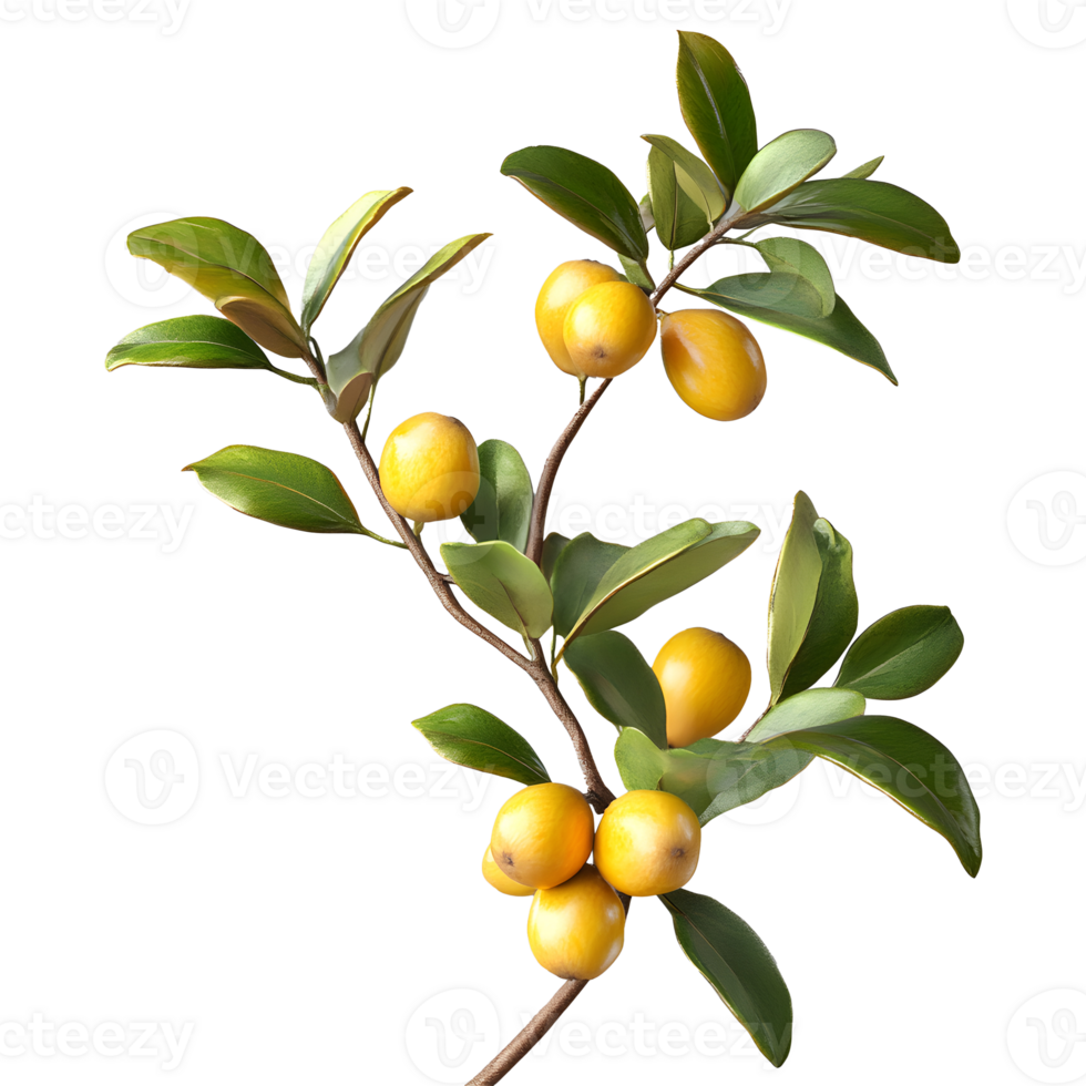 Ximenia fruits isolated isolated on transparent background png
