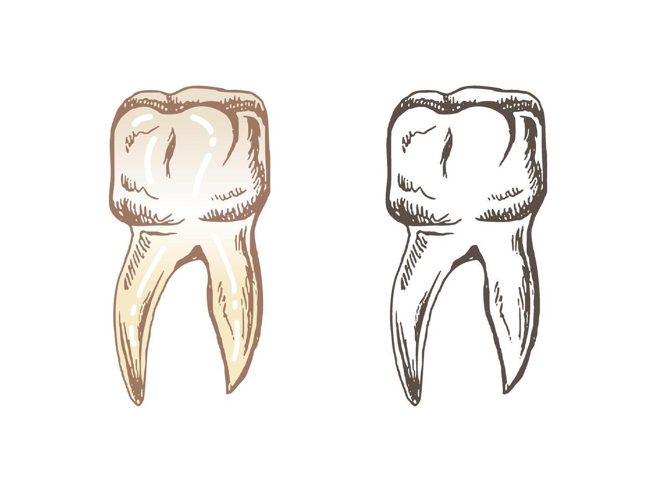 Highly detailed hand drawn human tooth with roots. Hand drawn sketch. Molar illustration isolated on white background. vector