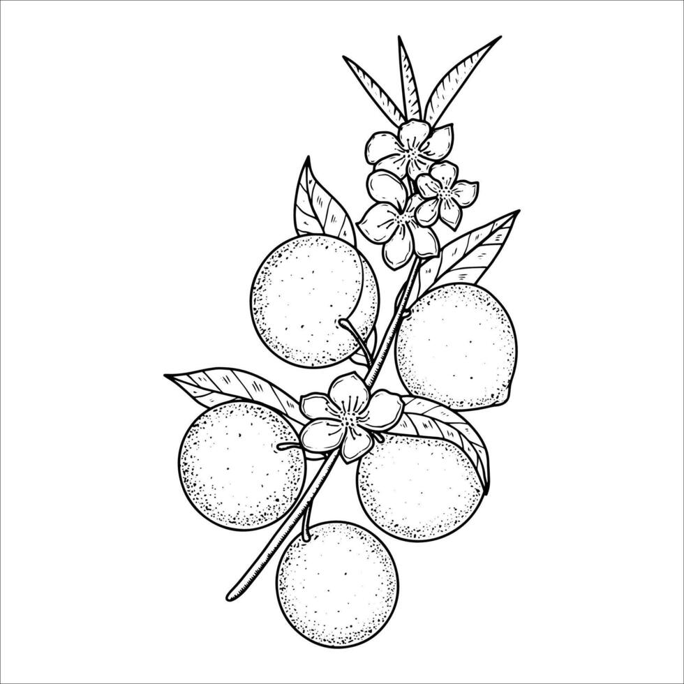 Hand drawn blossoming peach tree branch with fruits. illustration vector