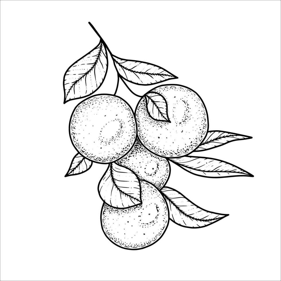 Hand drawn oranges on a branch with leaves. illustration vector