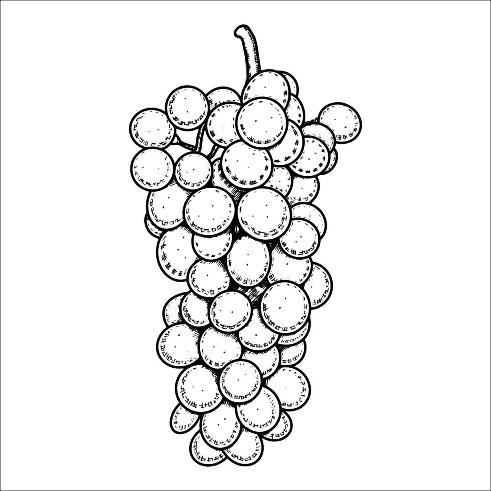 Hand drawn bunch of grapes. illustration vector
