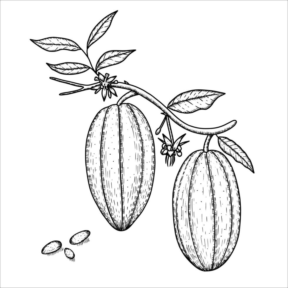 Fruits and cocoa leaves. Tropical Cacao tree, cocoa beans. Hand drawn illustration vector