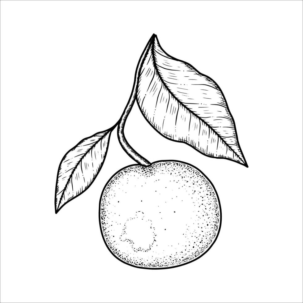 Hand drawn orange on a branch with leaves. illustration vector