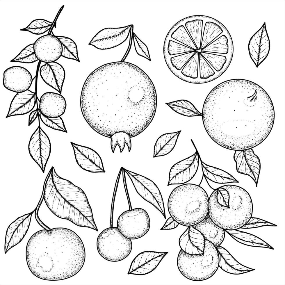 Hand drawn fruit set with oranges, pomegranate, apricots, apple. illustration vector