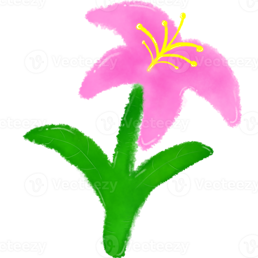 Beautiful lily flowers png