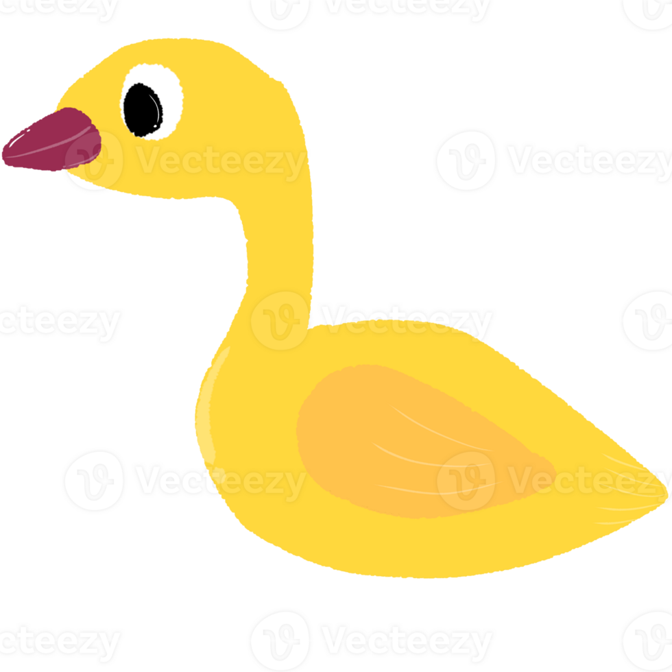 Yellow common duck png