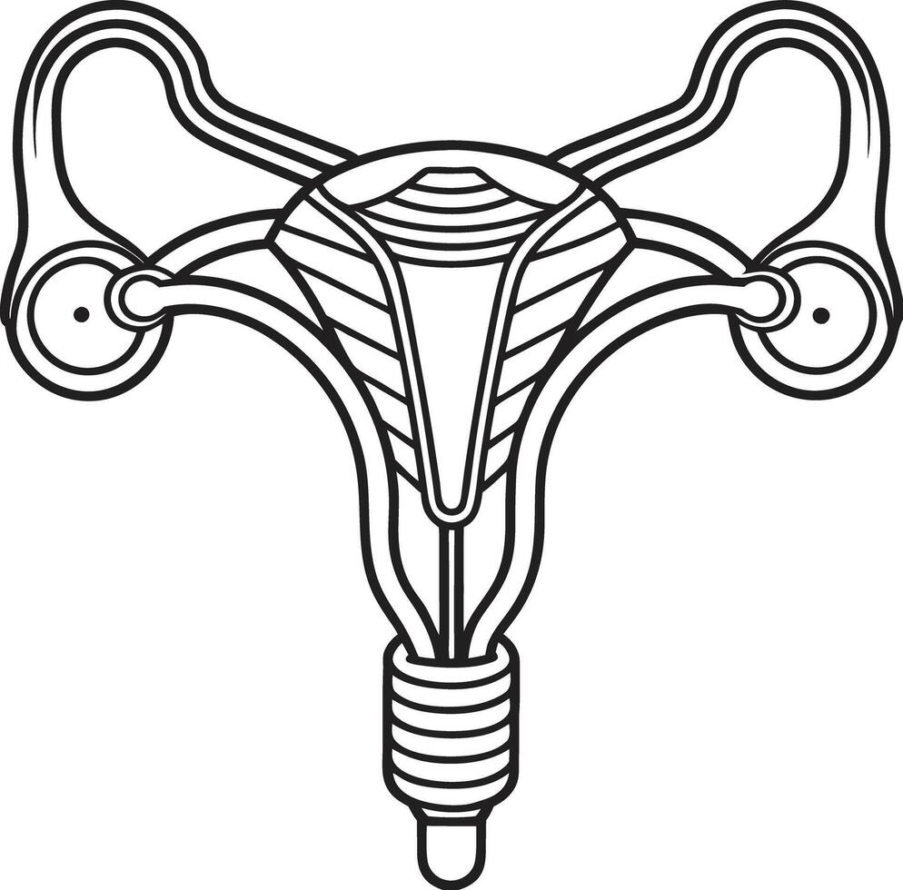The uterus is shown in a line drawing vector
