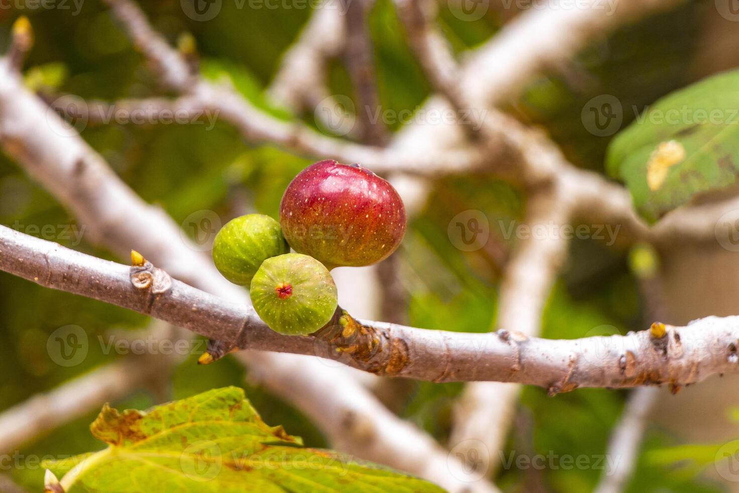 Figs fruits on huge Banyan Ficus Benjamina Fig tree Mexico. photo