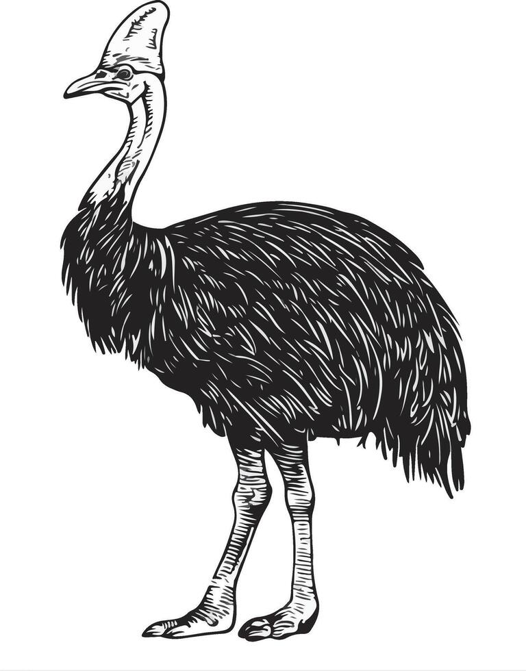An emu is standing in a black and white drawing vector