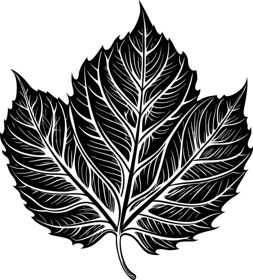A black and white maple leaf vector