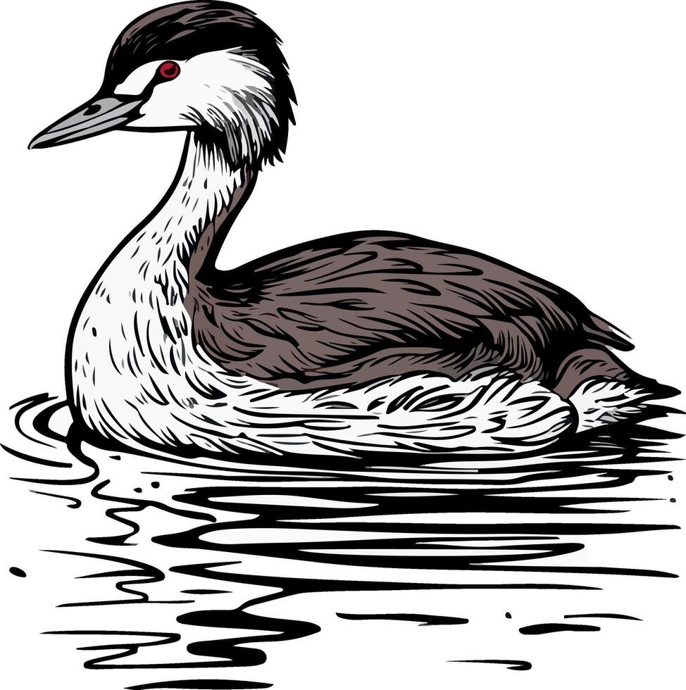 A drawing of a duck swimming in the water vector