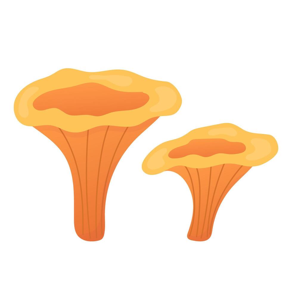 Chanterelles cartoon illustration. Edible mushroom. Isolated on white. vector