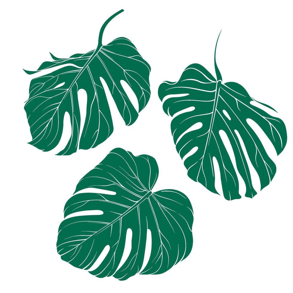 set of three elements of monstera leaves. Set of green exotic leaves on transparent background. elements for use in creative projects vector