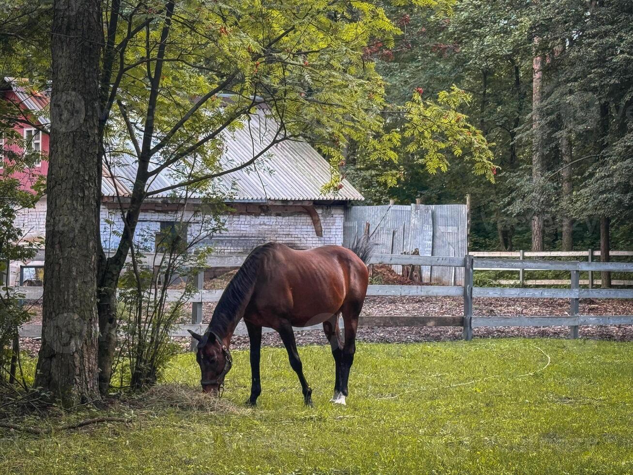 horse chewing grass, a horse grazing on a lawn in the woods photo