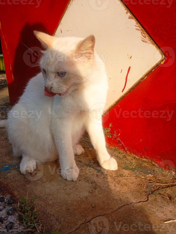 Photo of a white cat with blue eyes licking itself.