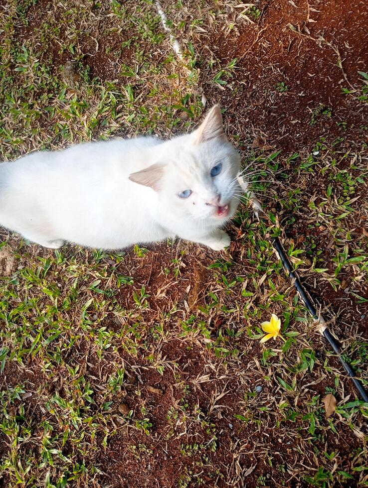 Photo of a domestic white cat with blue eyes