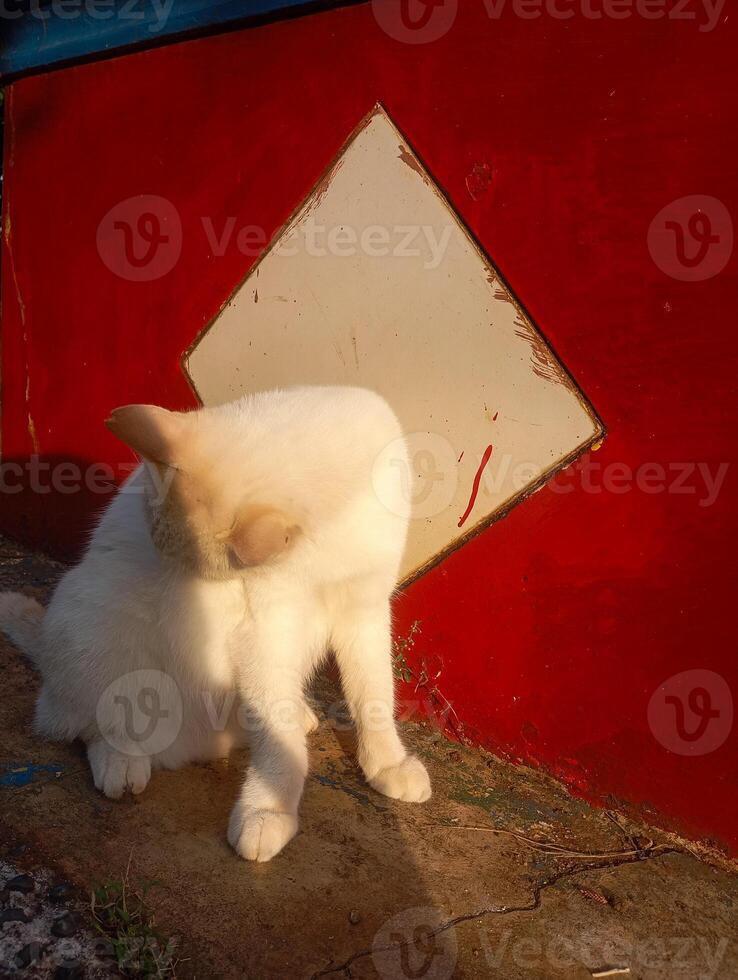 Photo of a white cat with blue eyes licking itself.