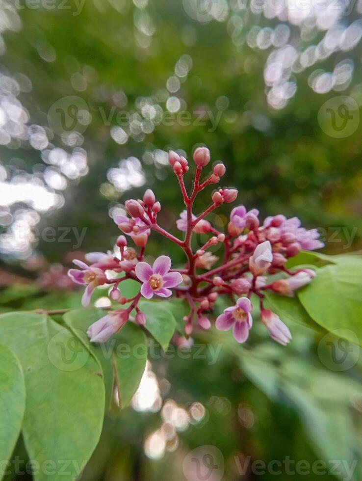 photo of Averrhoa bilimbi, also known as the bilimbi fruit