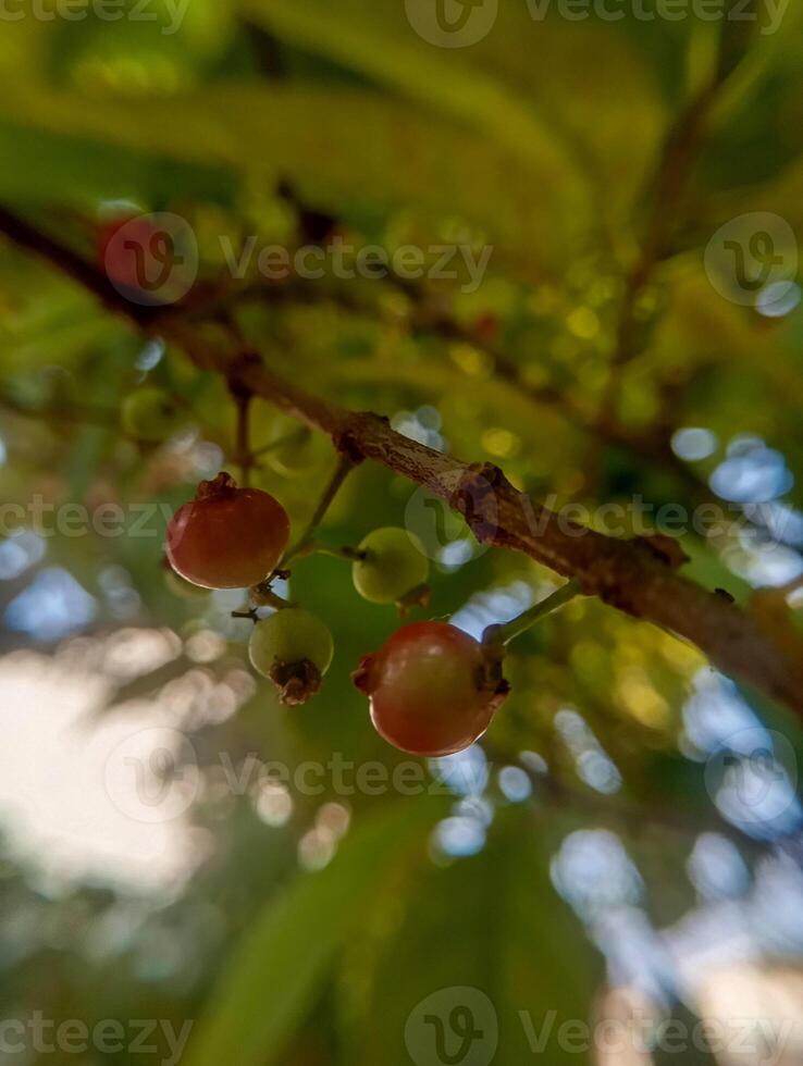A tree with red berries on it and a green background photo