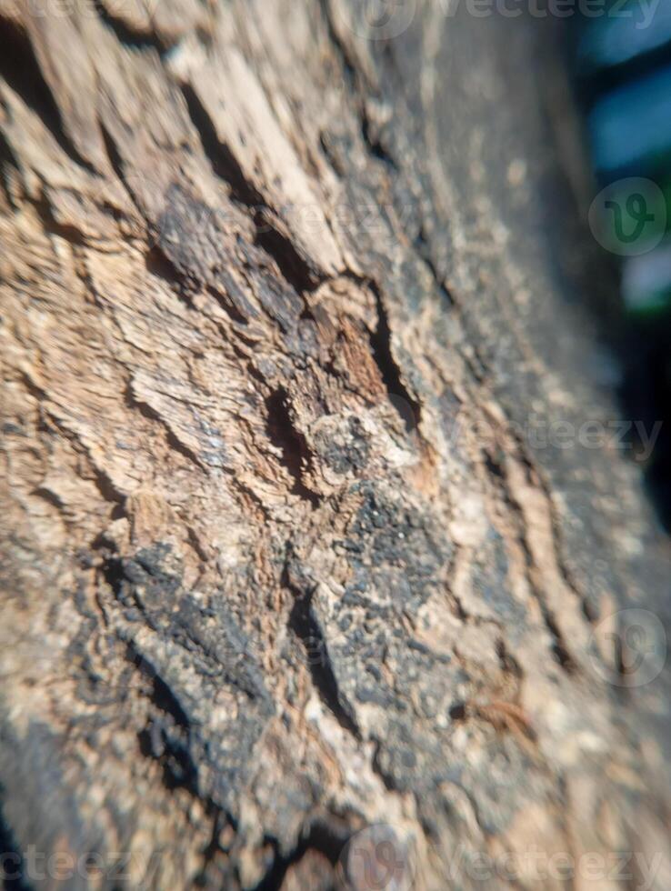 Photo of tree bark texture