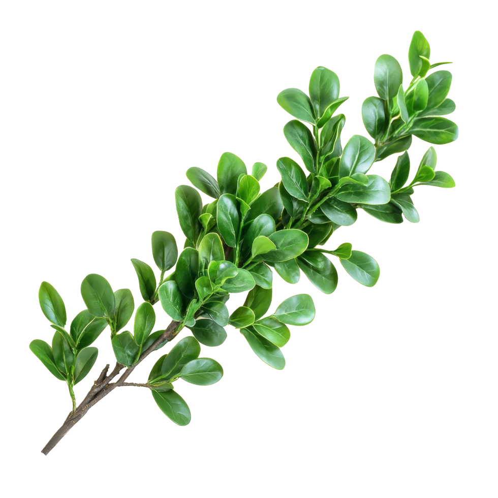 A vibrant green boxwood branch rests against a transparent background, highlighting its lush leaves and natural textures, green boxwood branch on transparent background png