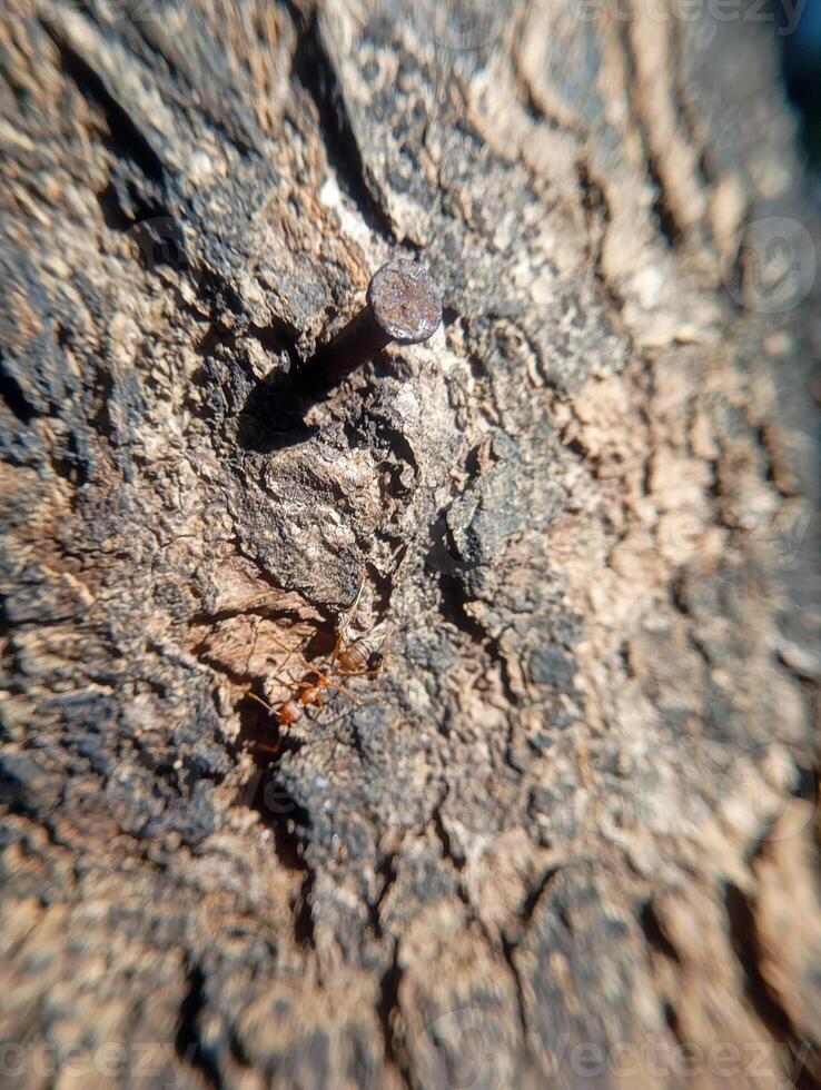 Photo of a red ant with a textured old tree background