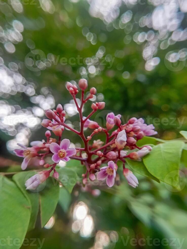 photo of Averrhoa bilimbi, also known as the bilimbi fruit