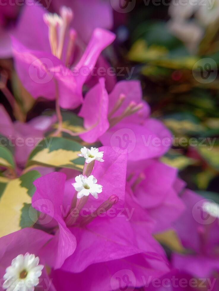 Photo of a Bougainvillea glabra Formosa flower