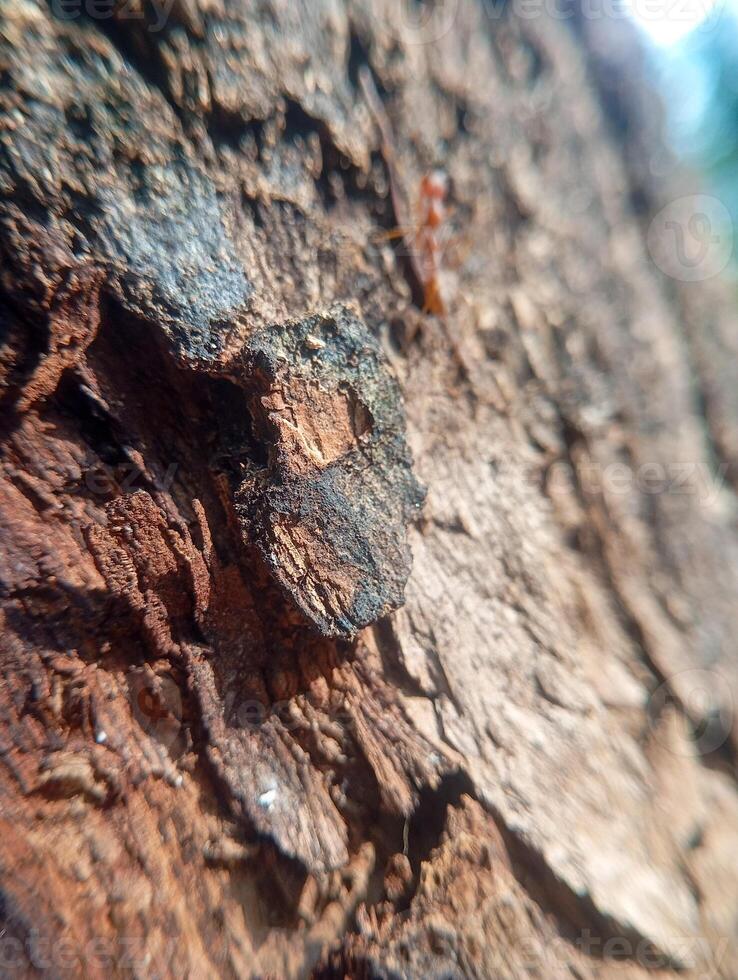 Photo of a red ant with a textured old tree background