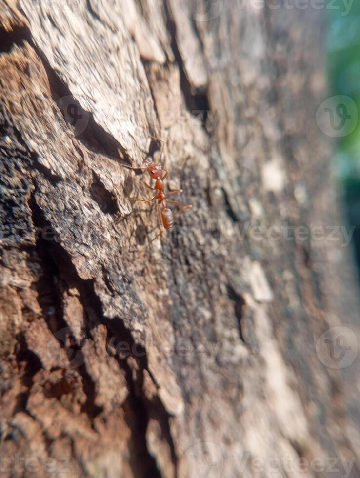Photo of a red ant with a textured old tree background