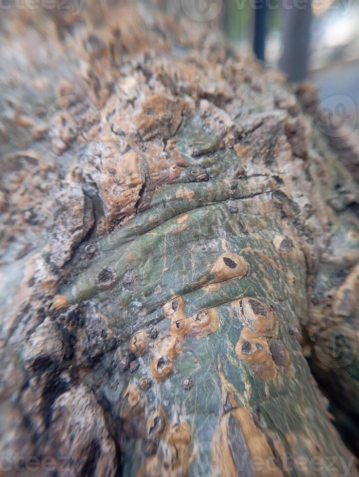 Photo of tree bark texture