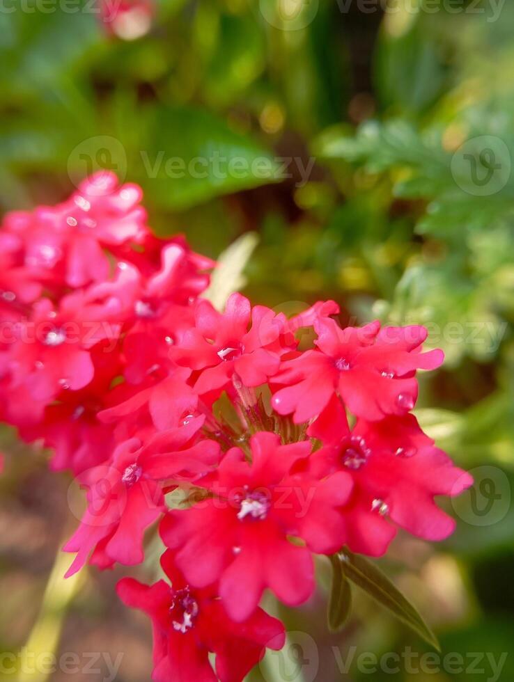 photo of the magenta flower named Superbena Raspberry Verbena