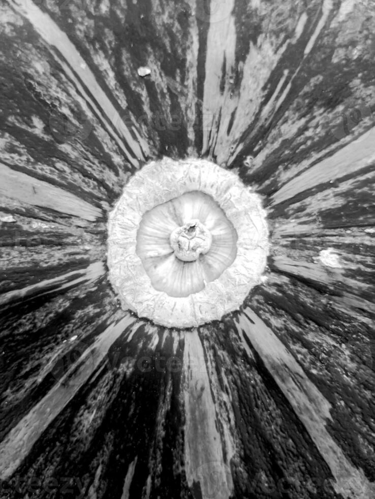 Black and White Photo of Pumpkin Surface Texture