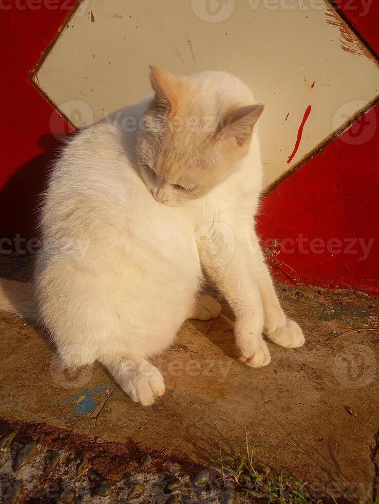Photo of a white cat with blue eyes licking itself.