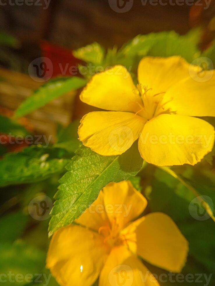 Vinca rosea flowers blossom in the garden, foliage variety of colors flowers, selective focus photo
