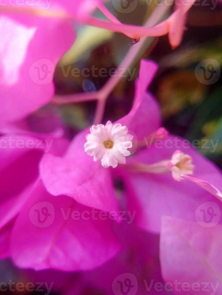 Photo of a Bougainvillea glabra Formosa flower