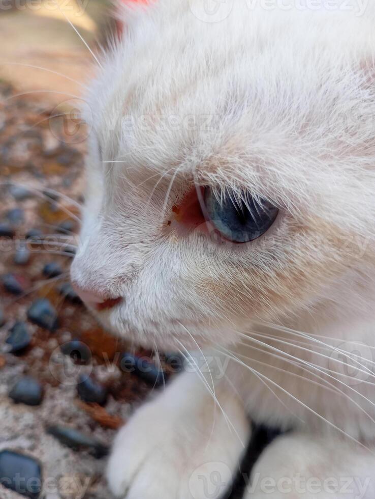 Photo of a domestic white cat with blue eyes