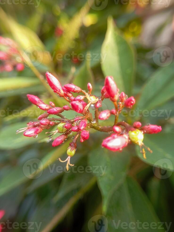 a photo of Jatropha buds