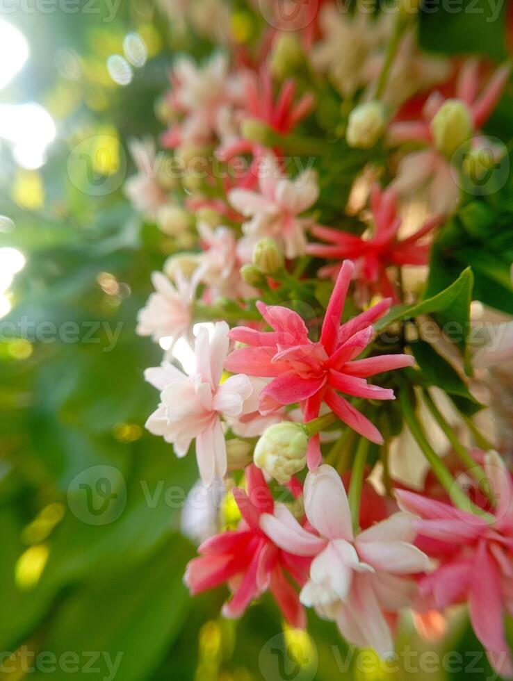 Close-up Rangoon creeper colorful flowers photo