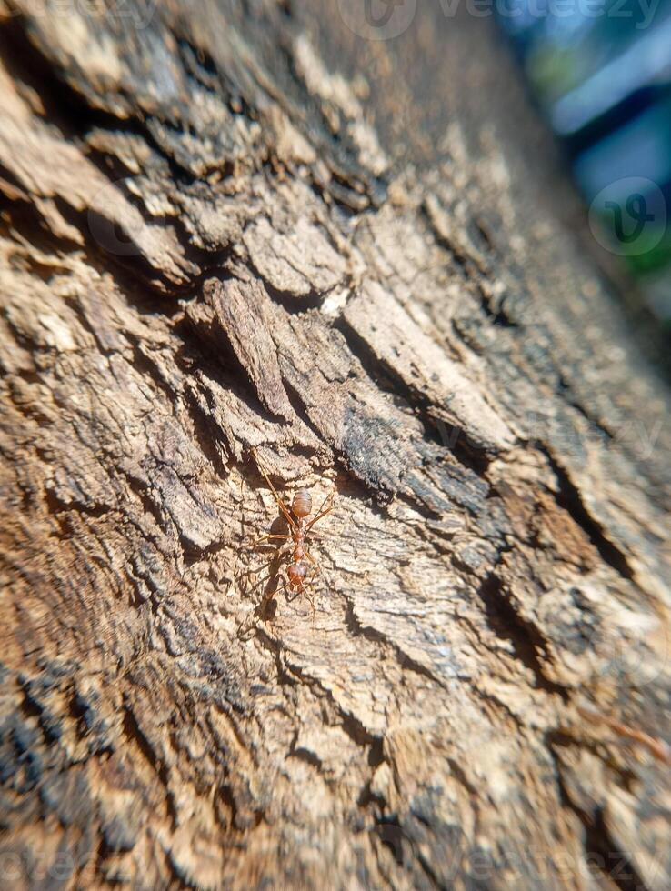 Photo of a red ant with a textured old tree background