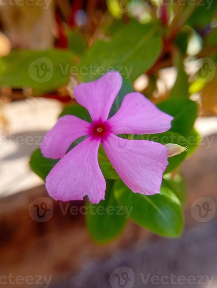 Photo of a pink-purple flower called Catharanthus lanceus