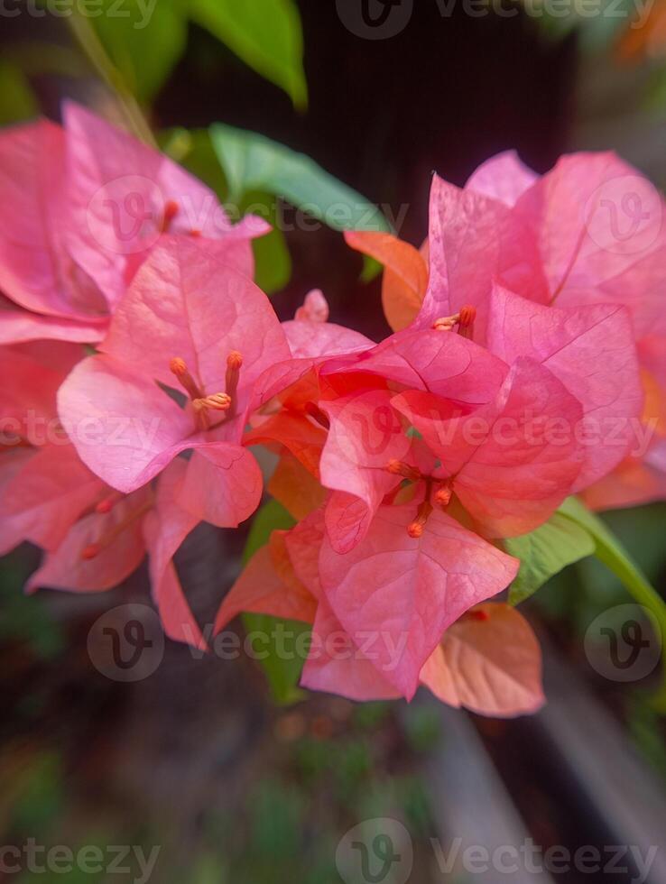Photo of a Bougainvillea glabra Formosa flower