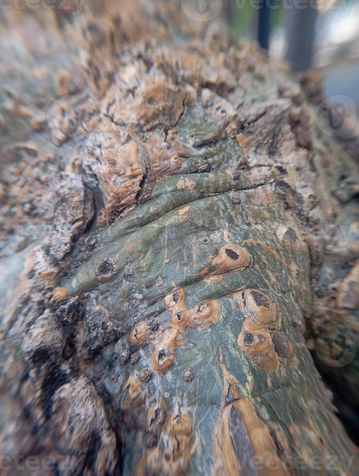 Photo of tree bark texture