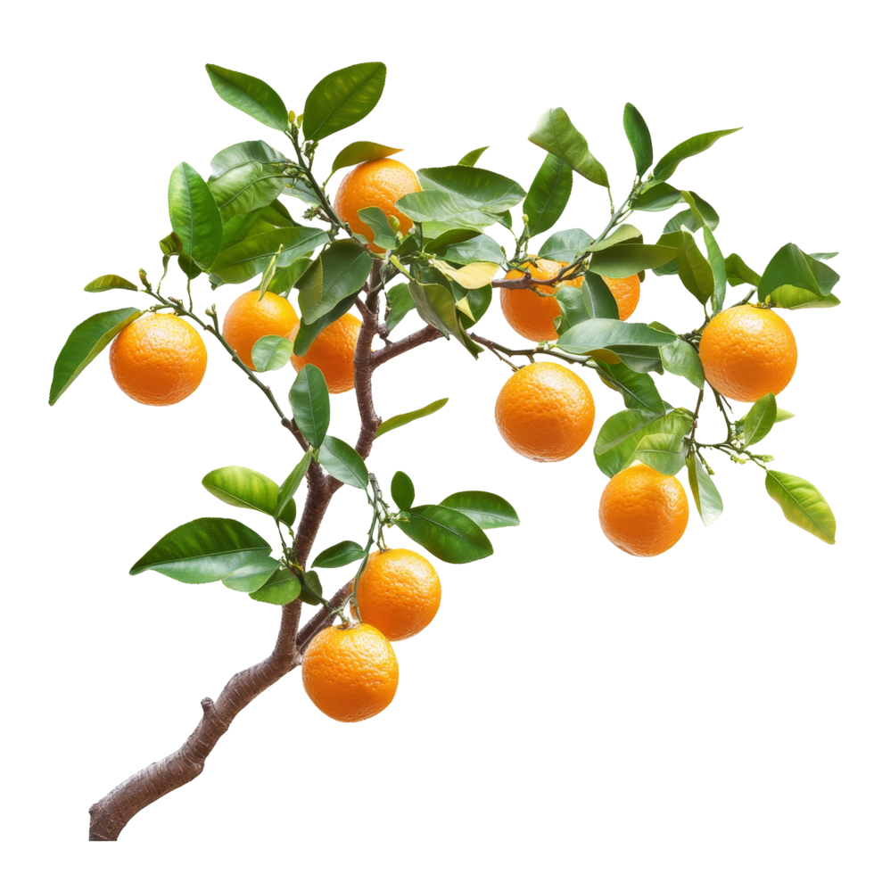 A vibrant branch of an orange tree bearing multiple ripe oranges surrounded by lush green leaves on a backdrop, branch of orange tree with fruits on transparent background png