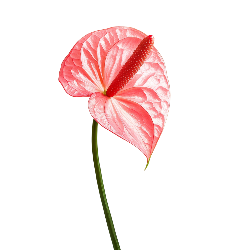 A vibrant anthurium flamingo flower with glossy pink petals and a long green stem against a backdrop, anthurium flamingo flower isolated on png