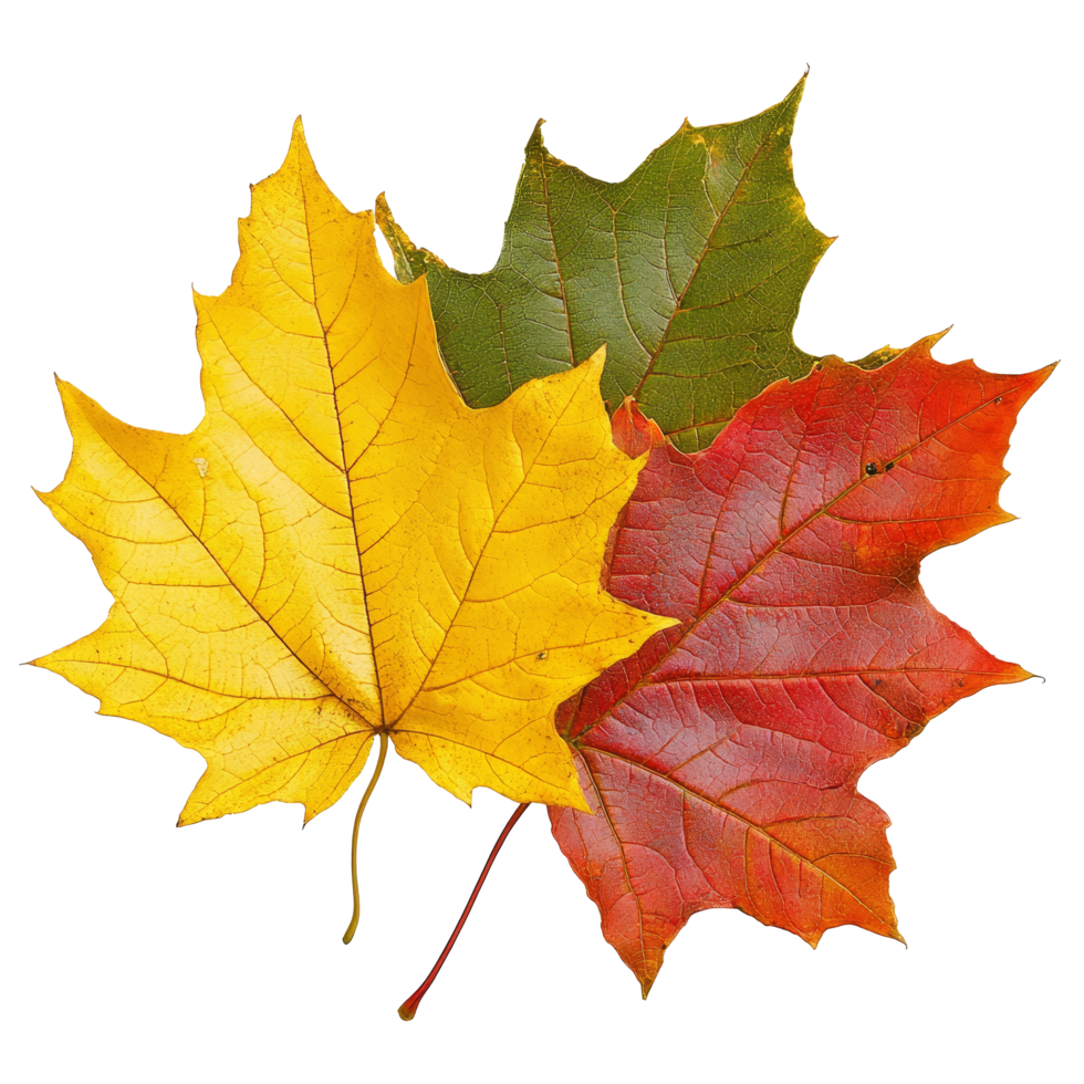Colorful autumn leaves in red, yellow, and green arranged on a transparent background highlight seasonal beauty and diversity, autumnal leaves on transparent background png